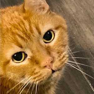 Meet your Posher, -always